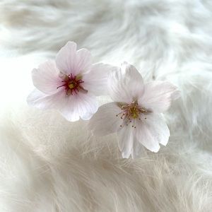 Meet your Posher, Lancy